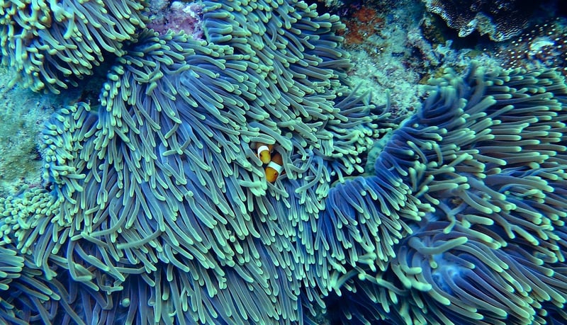 Coral Reef